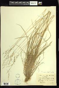 Poa saltuensis image