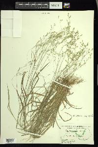 Poa saltuensis image