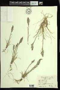 Poa pringlei image