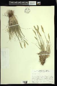 Poa pringlei image