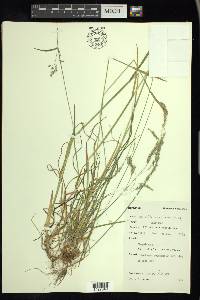 Poa saltuensis image