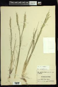 Poa strictiramea image