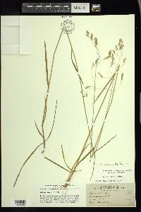 Poa saltuensis image