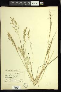 Poa saltuensis image