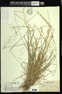 Poa sylvestris image