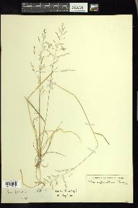 Poa sylvestris image