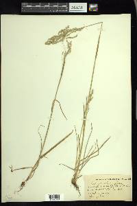 Poa sylvestris image