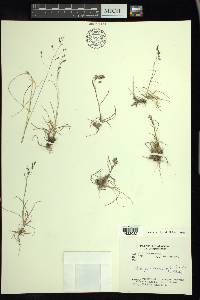 Poa paucispicula image