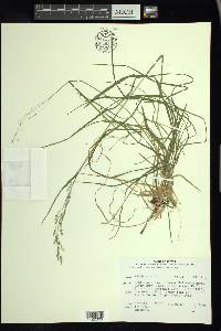 Poa saltuensis image