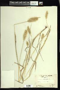 Polypogon monspeliensis image