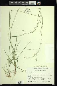 Poa saltuensis image