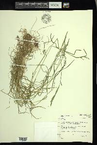 Poa trivialis image