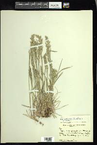 Poa wheeleri image