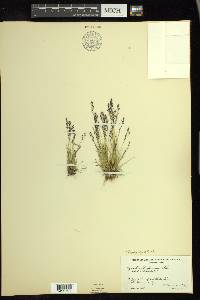 Agrostis humilis image