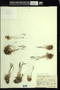 Agrostis humilis image