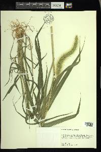 Setaria faberi image