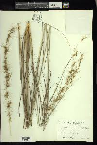 Sorghastrum elliottii image