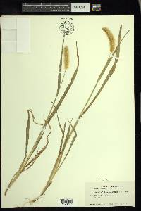 Setaria pumila image