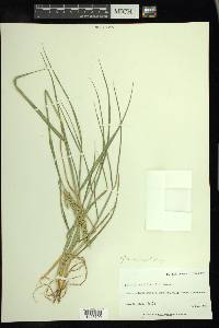 Setaria macrostachya image