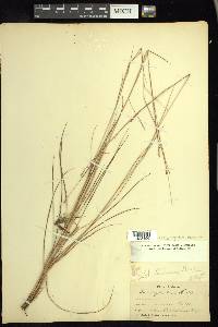 Schizachyrium tenerum image