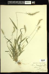 Setaria grisebachii image