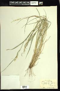 Setaria macrostachya image