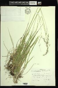 Schizachne purpurascens image