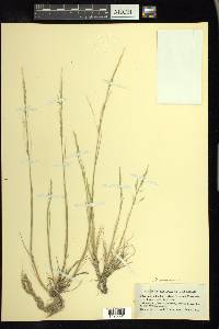 Puccinellia nutkaensis image