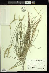 Setaria pumila image