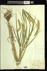 Setaria faberi image