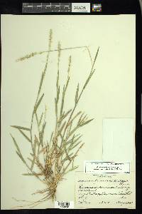 Setaria reverchonii image