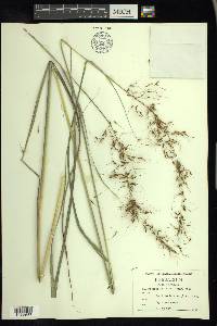 Sorghastrum elliottii image