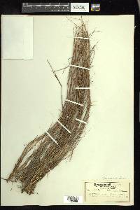 Schizachyrium tenerum image