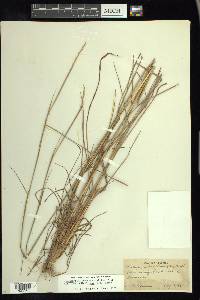 Schizachyrium sanguineum image