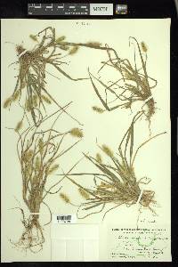 Setaria pumila image