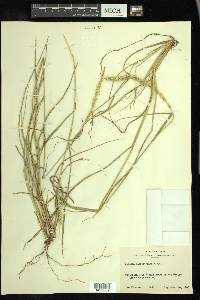 Setaria macrostachya image