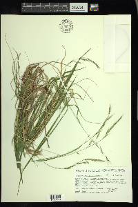 Schizachne purpurascens image