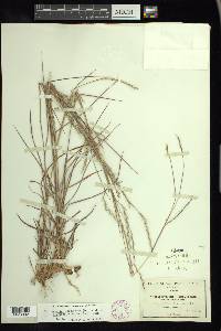 Schizachyrium sanguineum image