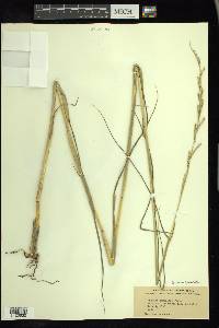 Setaria geminata image