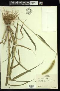 Setaria faberi image