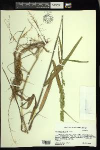 Sacciolepis striata image