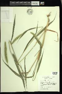 Setaria faberi image