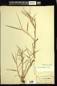 Setaria geminata image