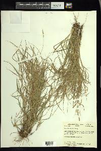 Setaria texana image