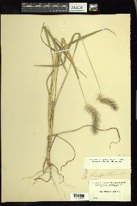 Setaria corrugata image