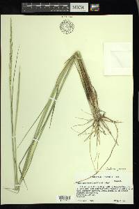 Setaria geminata image