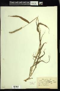 Setaria verticillata image