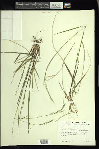 Schizachne purpurascens image