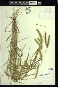 Setaria faberi image