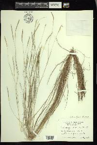 Schizachyrium tenerum image